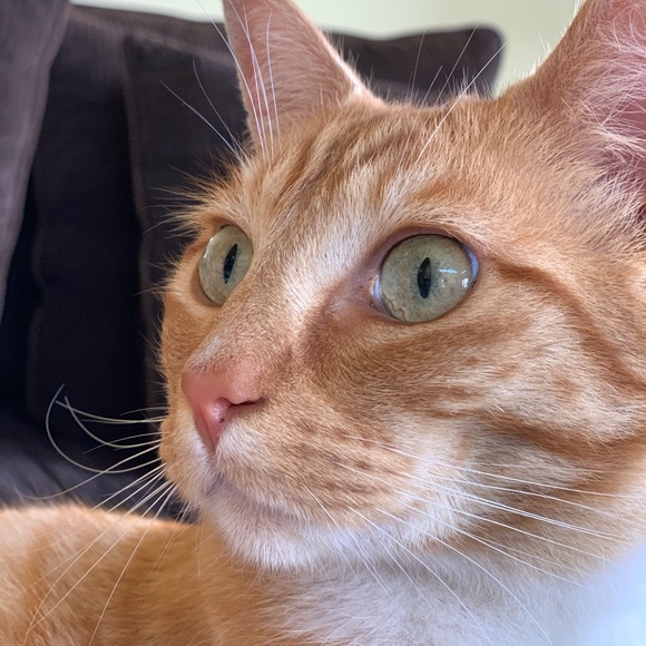 Meet your Posher, Kara - Picture 4 of 6